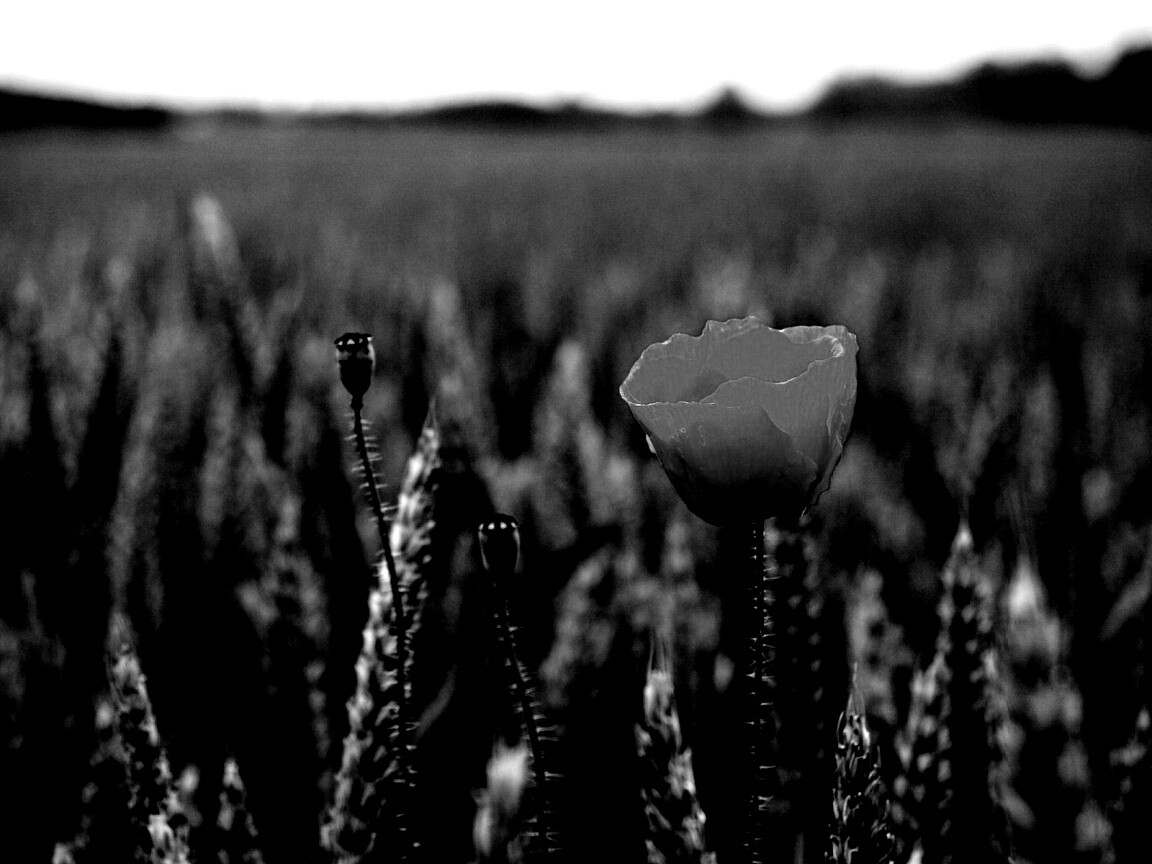 Первый распустившийся мак обои