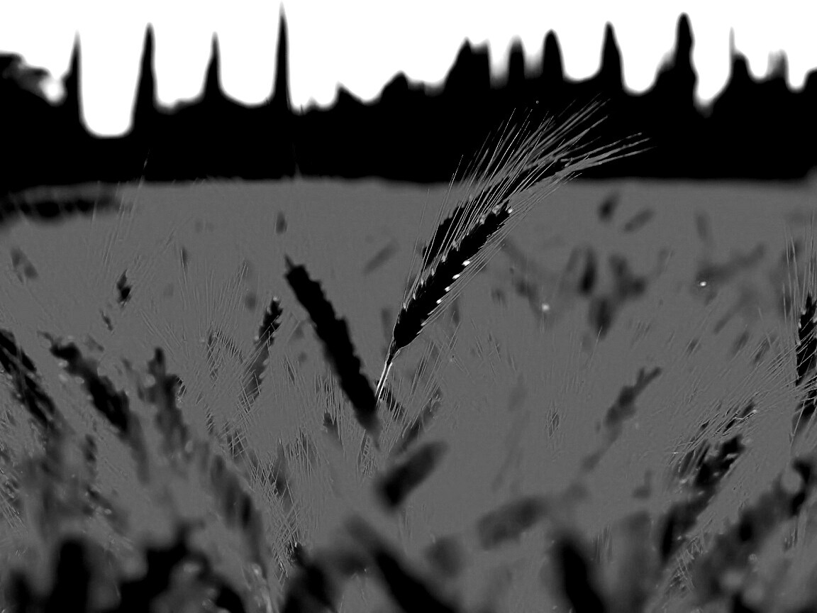 Пшеничное поле обои