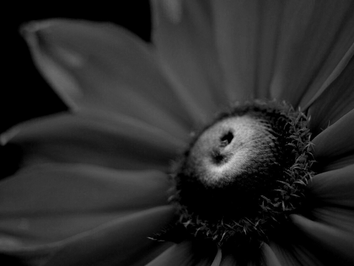 Недозрелый цветок подсолнечника обои