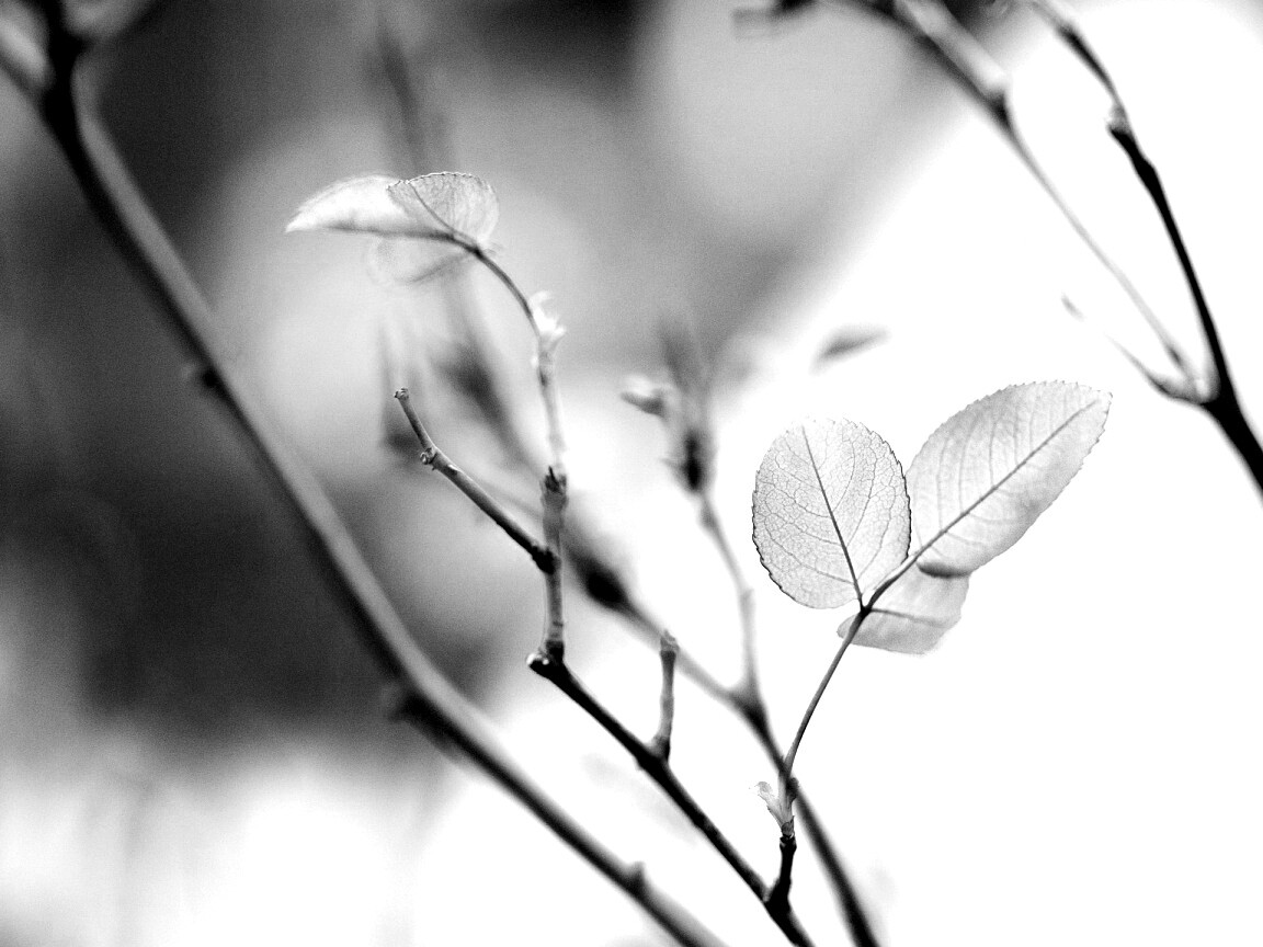 Красные листики обои