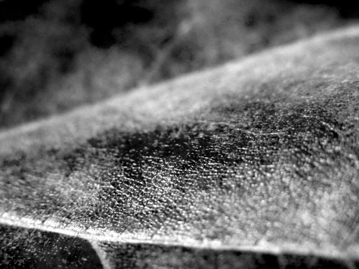 Повехность листа обои