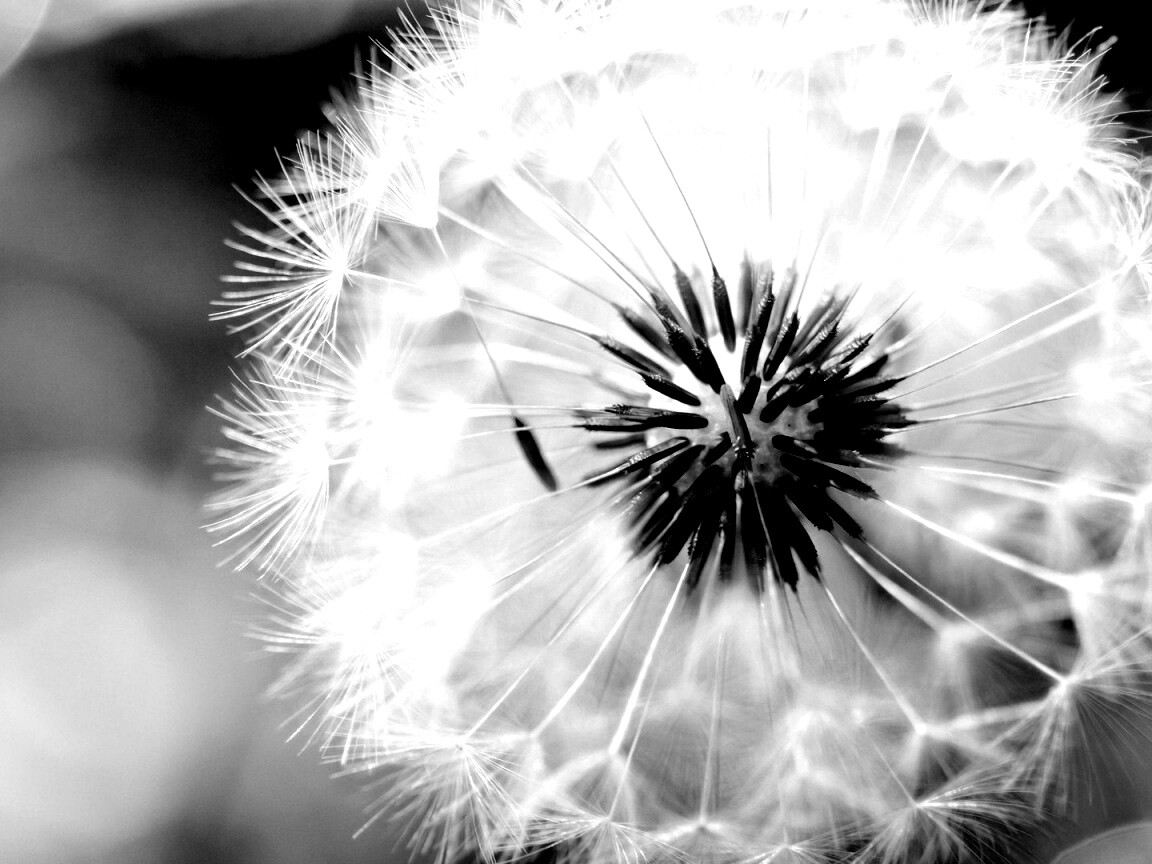 Макро фото одуванчика обои