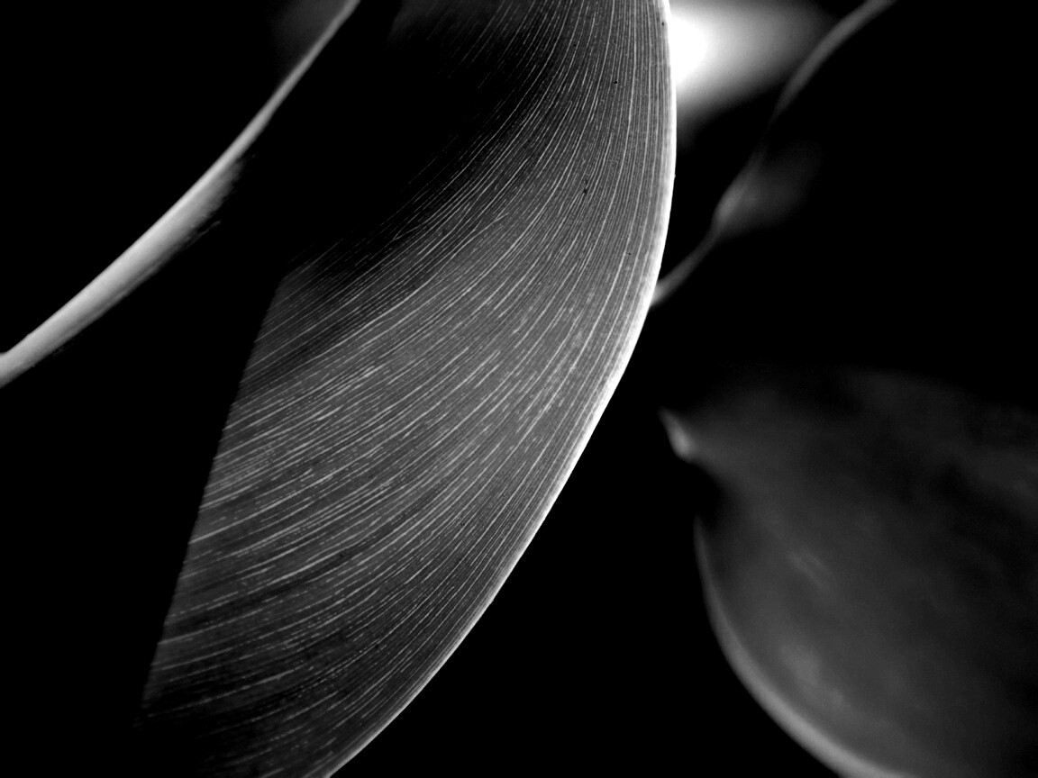 Лист на просвет обои