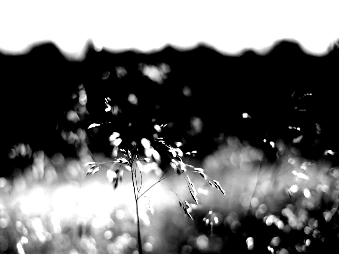 Трава на солнце обои