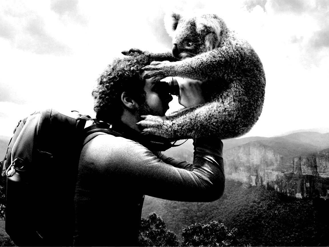 Коала ближе чем кажется обои