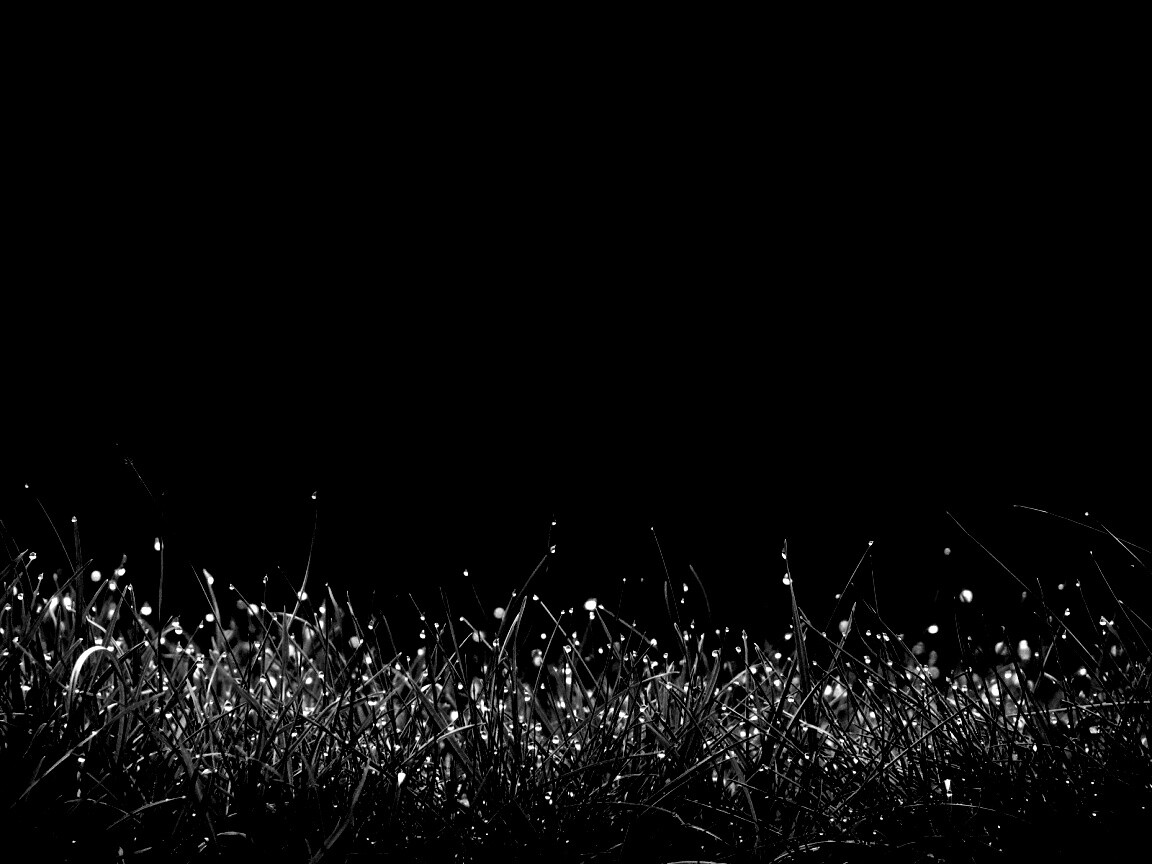 Трава после дождя обои