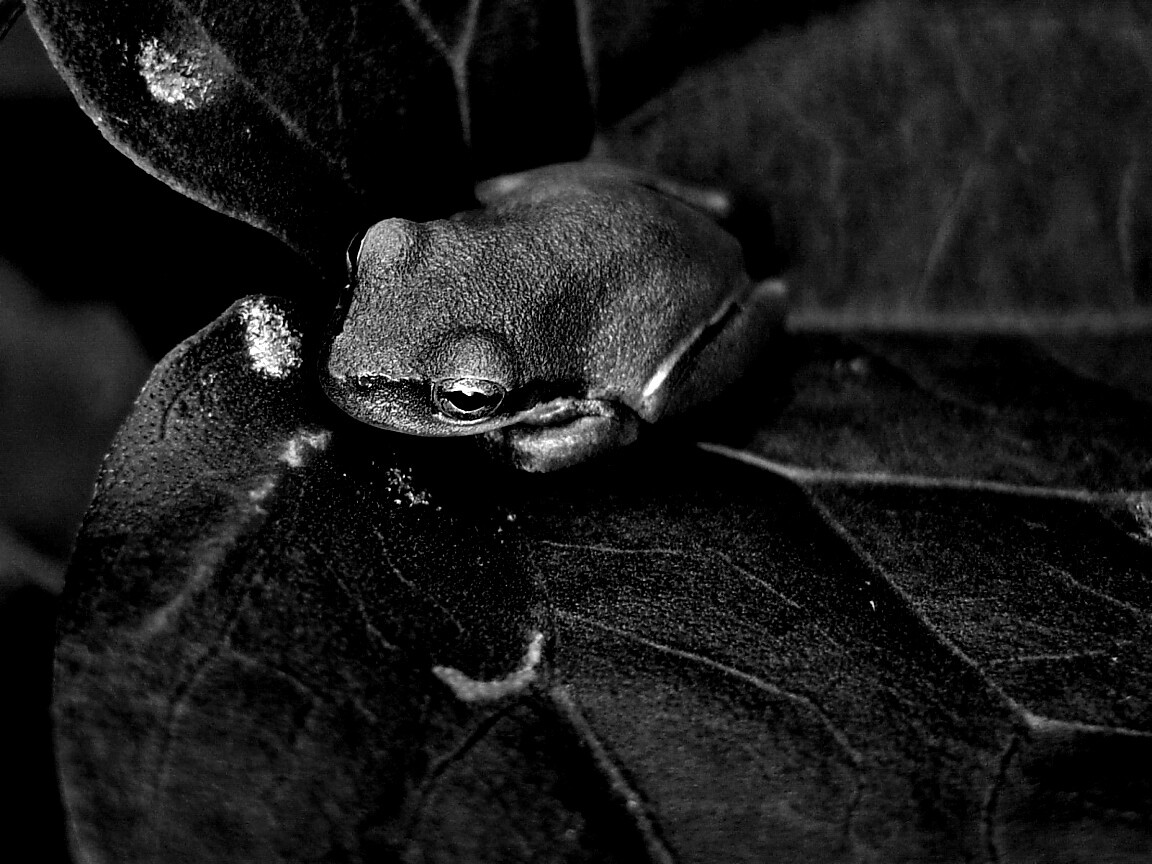 Лягушка на листике обои