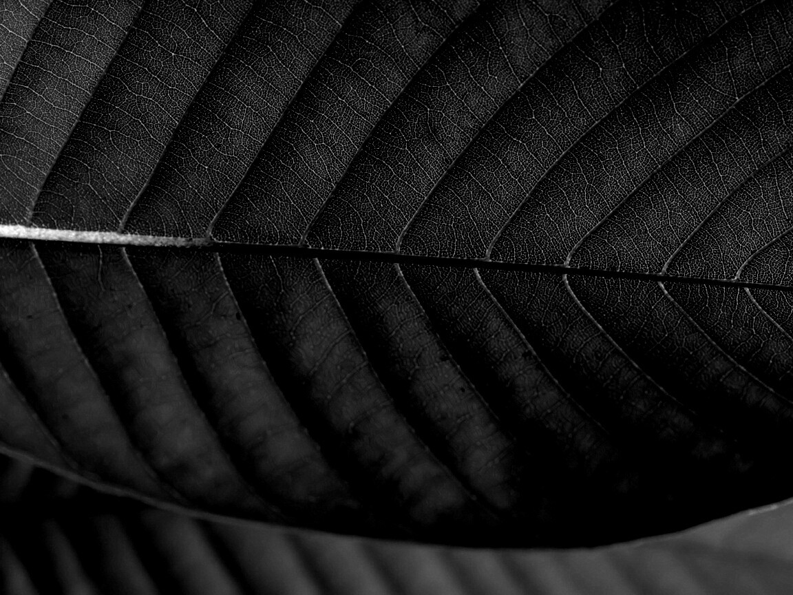 Листик обои