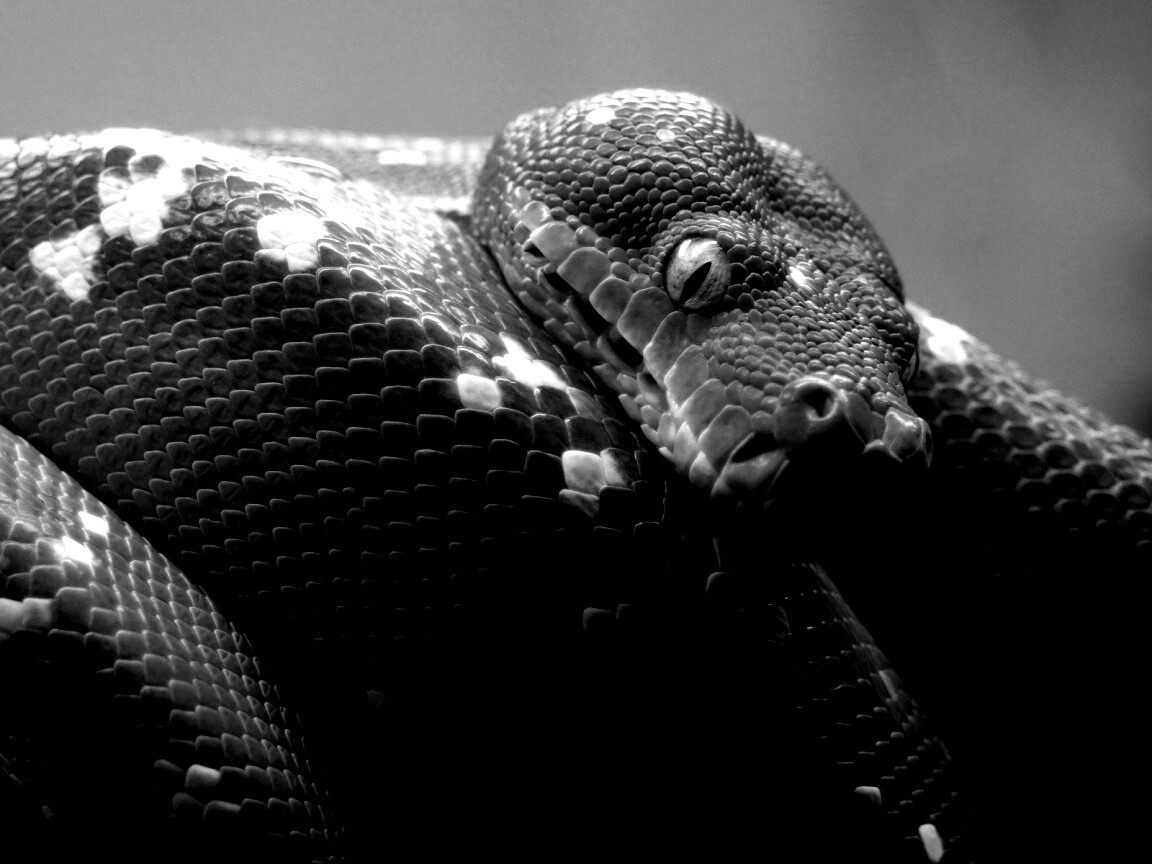 Зелёный питон обои