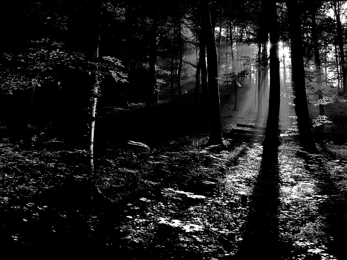 Лес в золотом сиянии обои