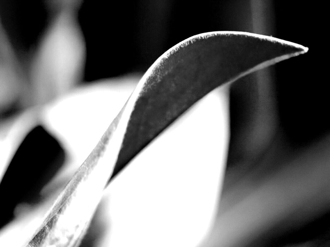 Обратаня сторона листа обои