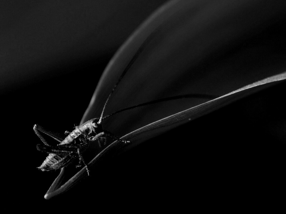 Кузнечик на листике обои