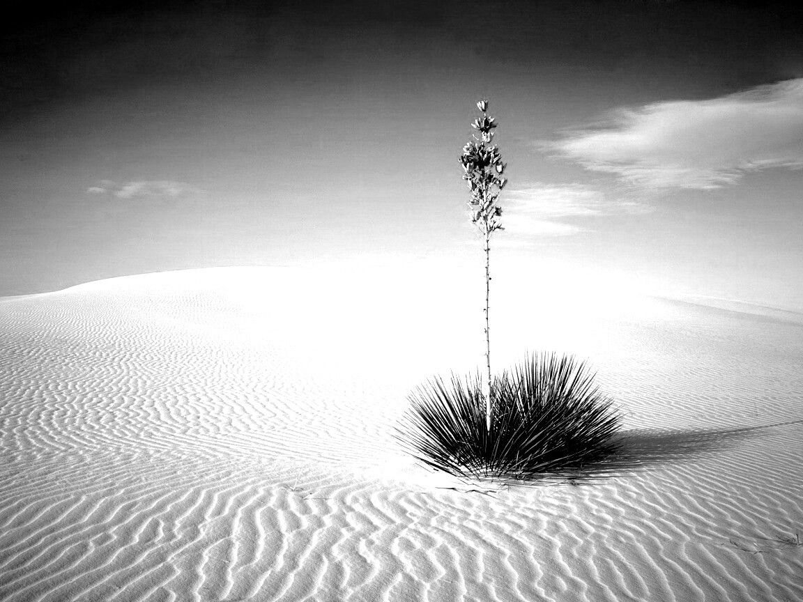Растение среди пустыни обои