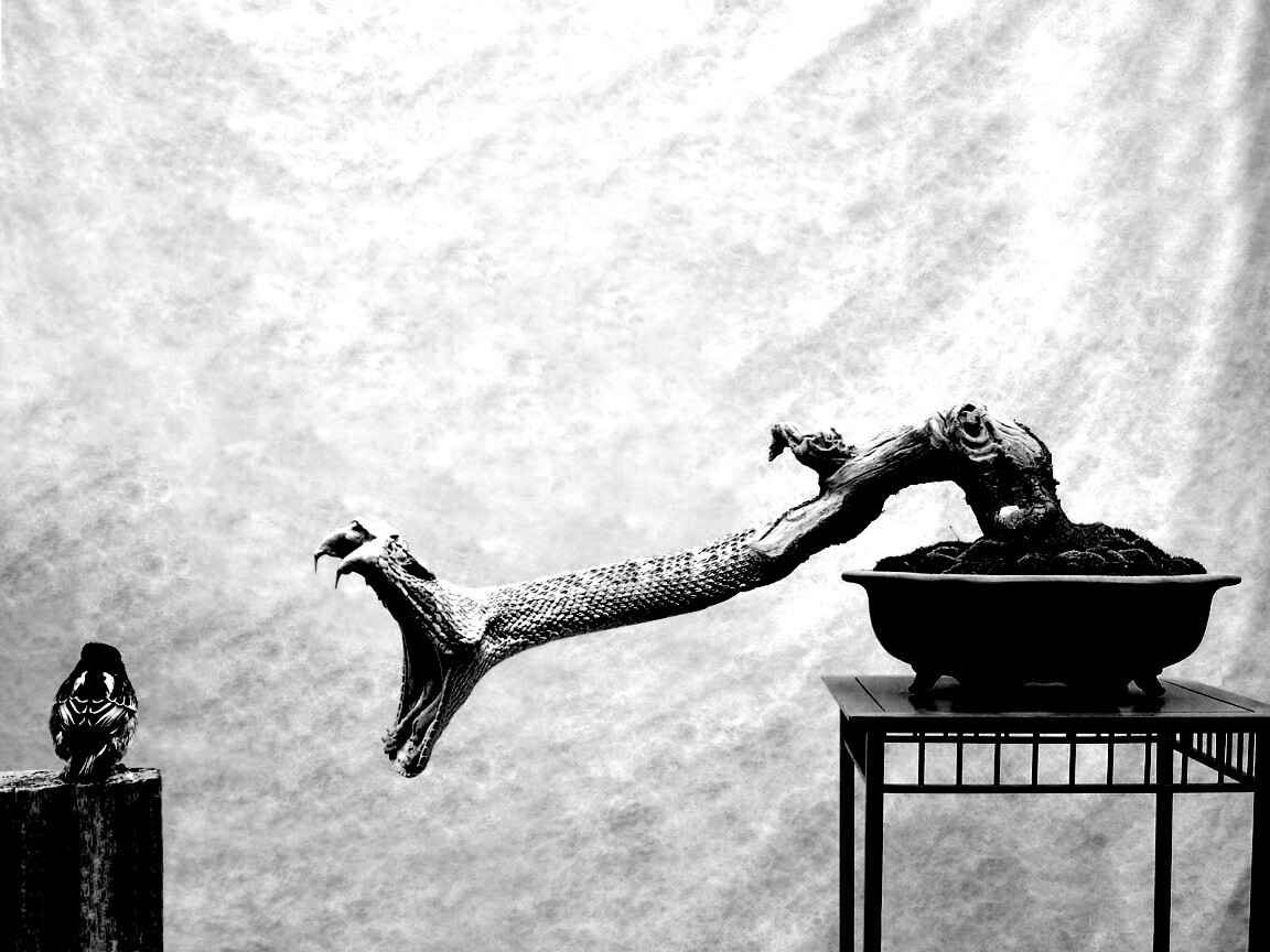 Змея-коряга напдает на птичку обои