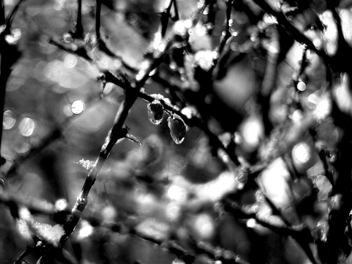 Замерзшие ягоды обои