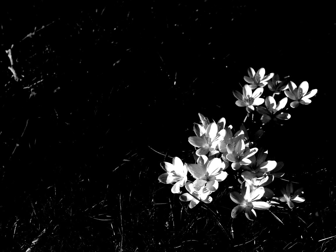 Фиалки на траве обои