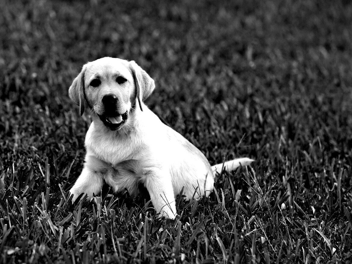 Щенок лабрадора в траве обои