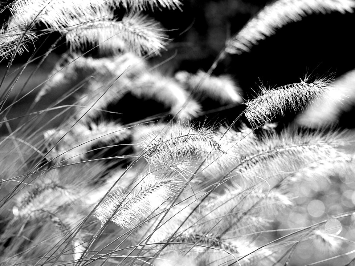 Травинки на ветру обои