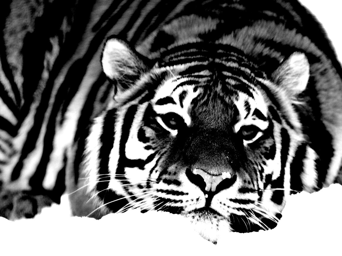 Тигр в снегу обои