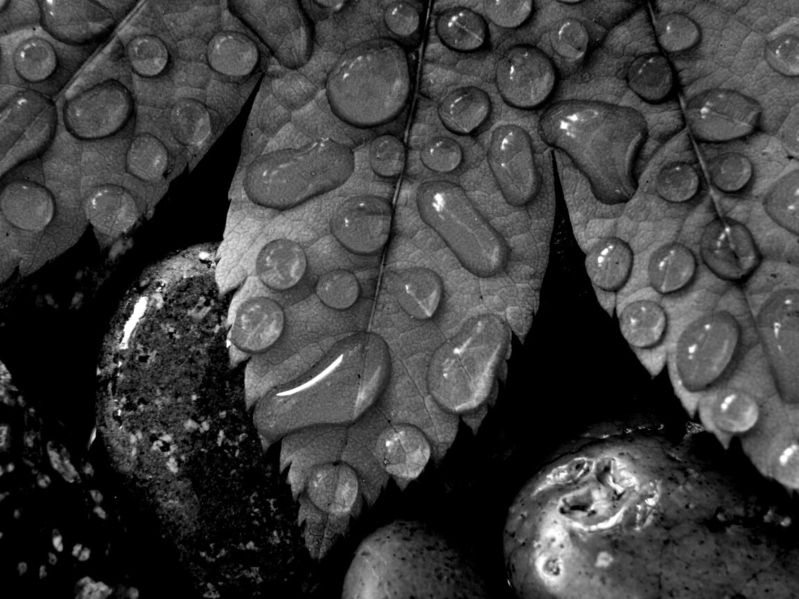 Мокрые листья на камнях обои