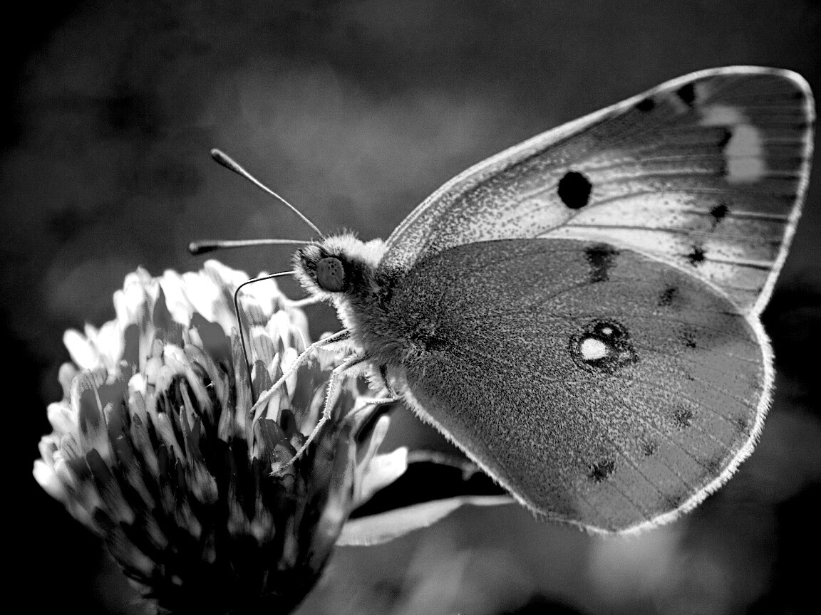 Бабочка на клевере обои