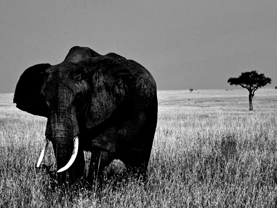 Африканский слон обои
