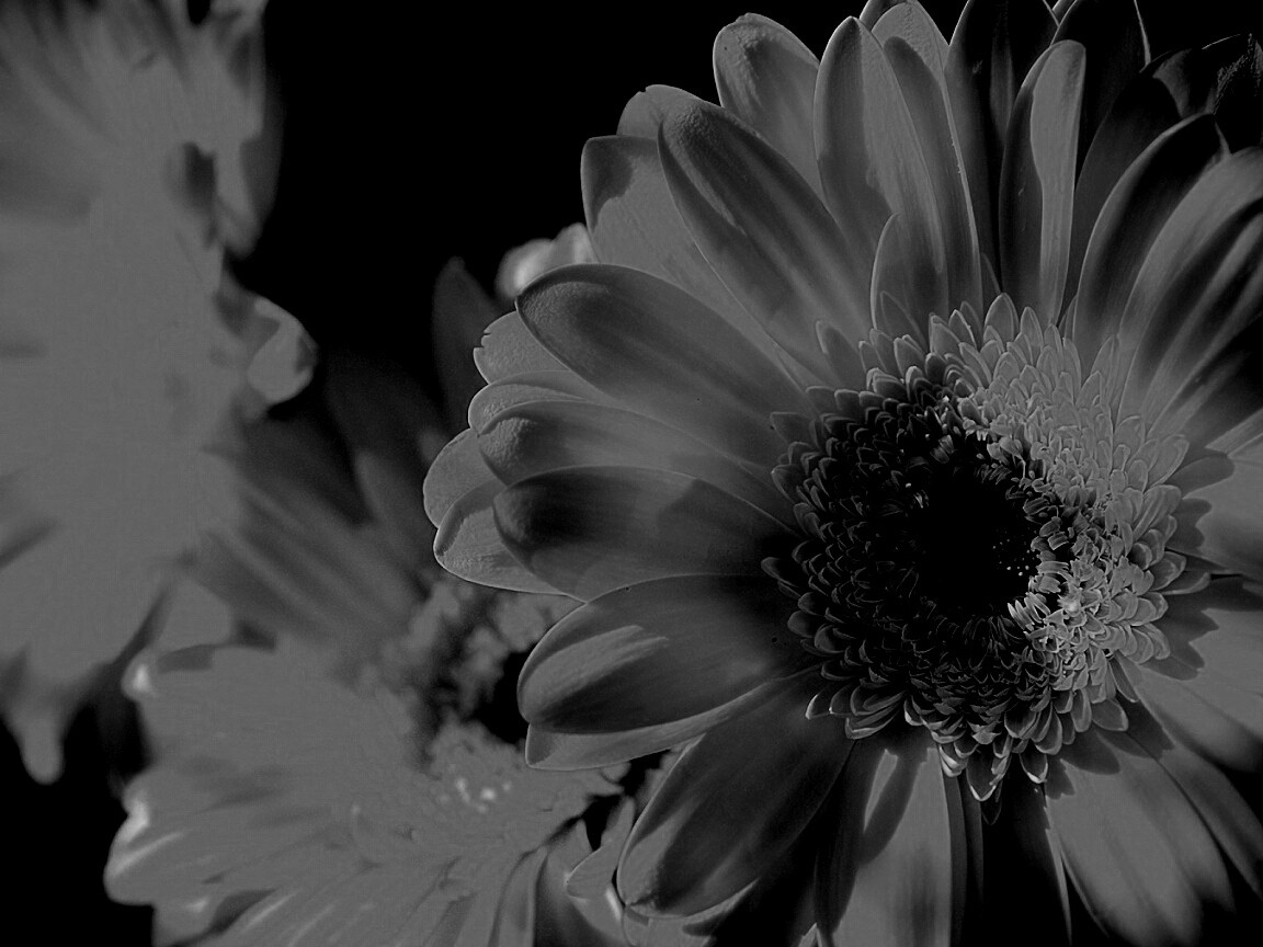 Желтый гербер обои