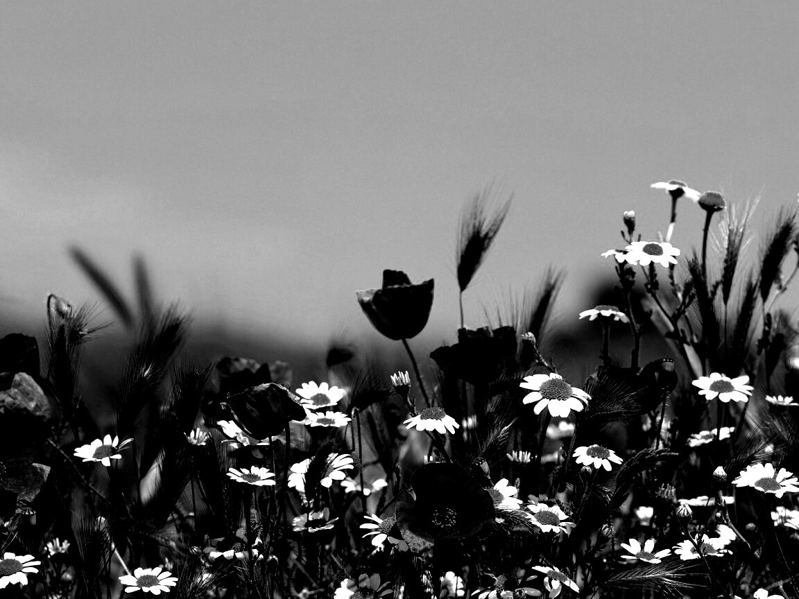 Цветы в поле обои