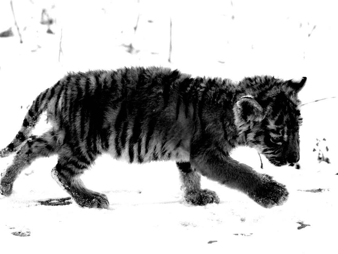 Тигренок на снегу обои