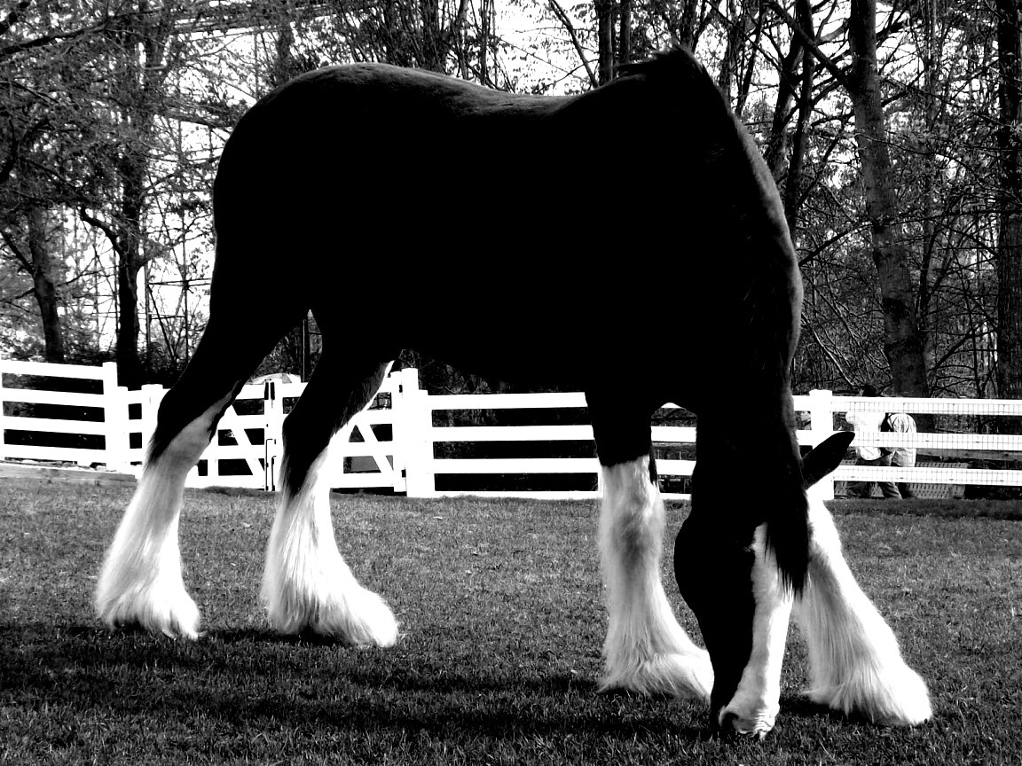 Лошадь с лохматыми ногами обои