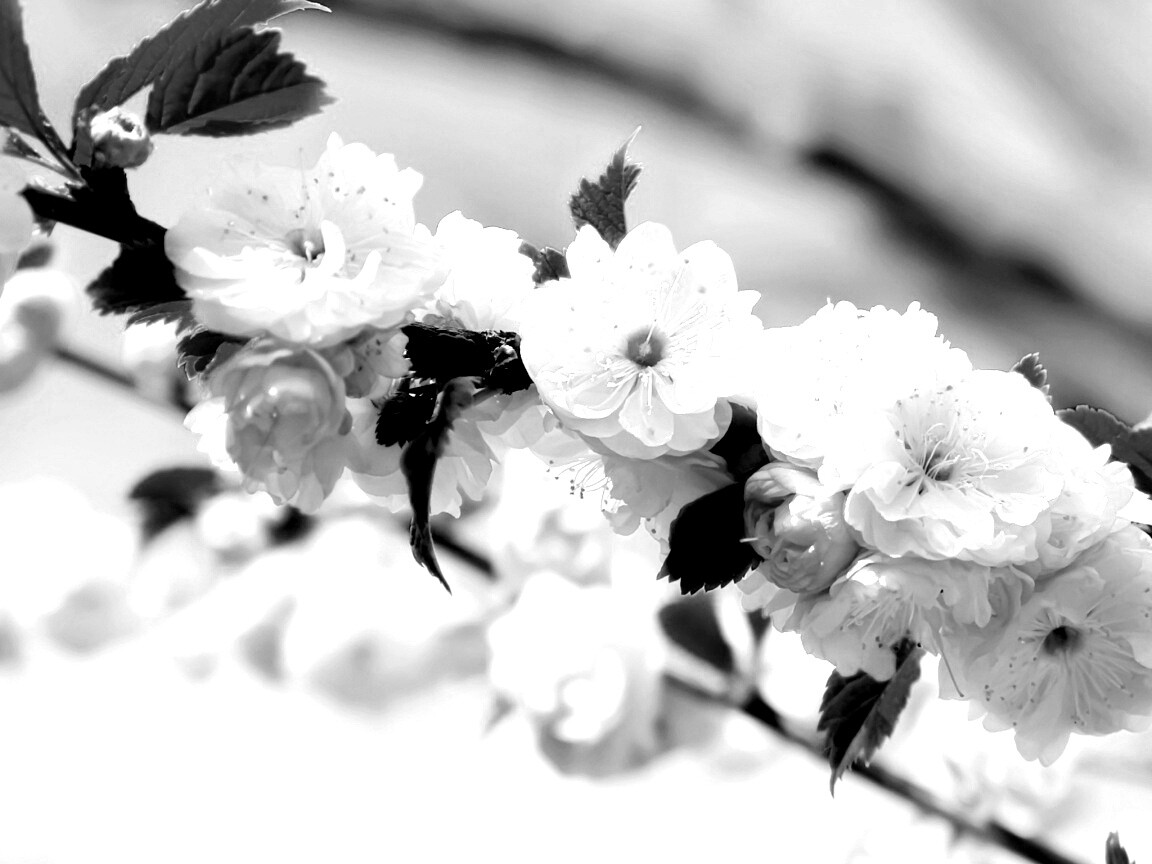 Ветка с цветами обои