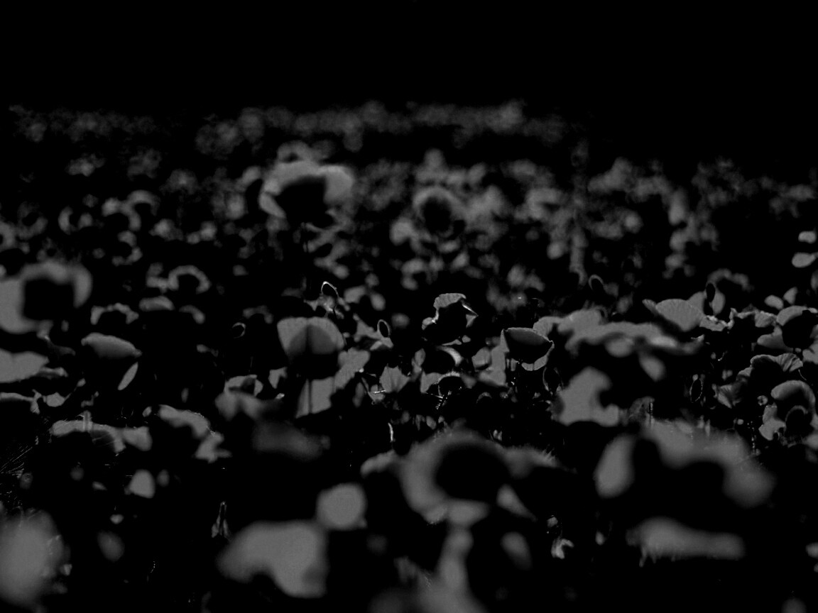 Маки в полях обои