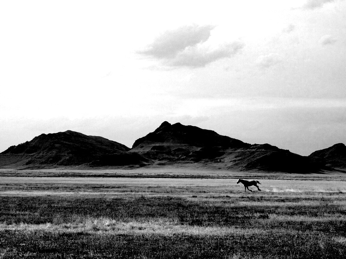 Мустанг в прериях обои