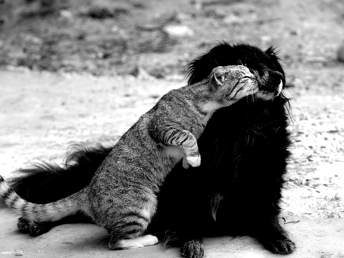 Поцелуй кошки и собаки обои