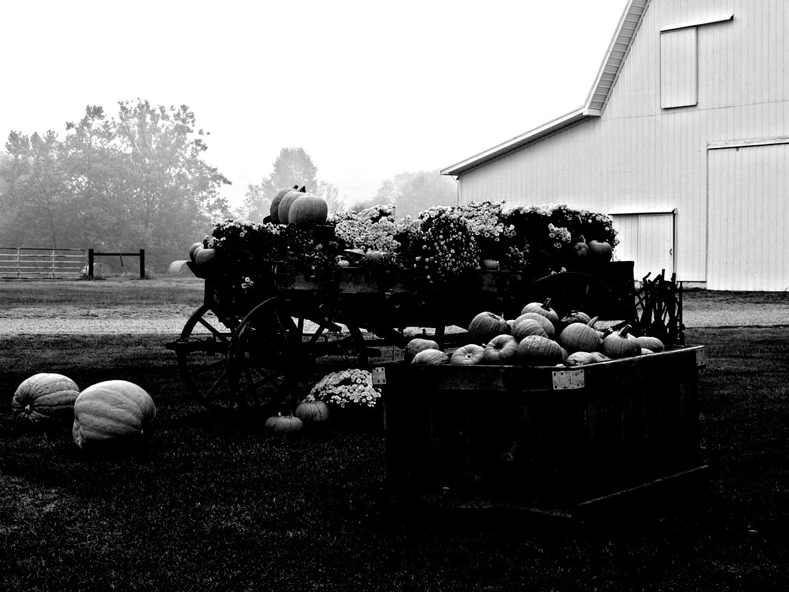 Урожай тыков обои