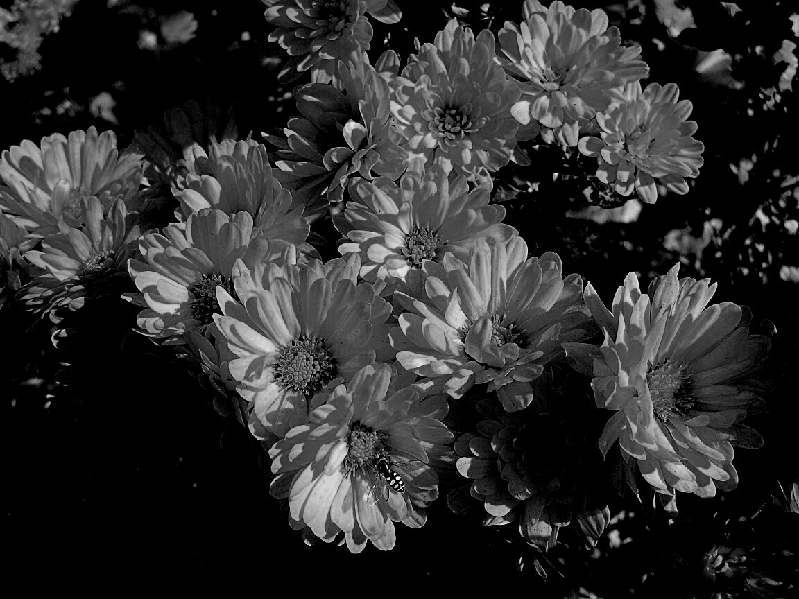 Оса на желтых герберах обои