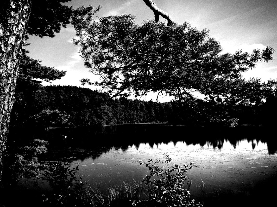 Ветка сосны над озером обои