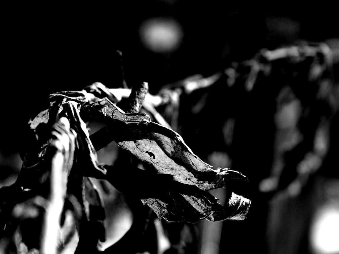 Сухие листья на железном заборе обои