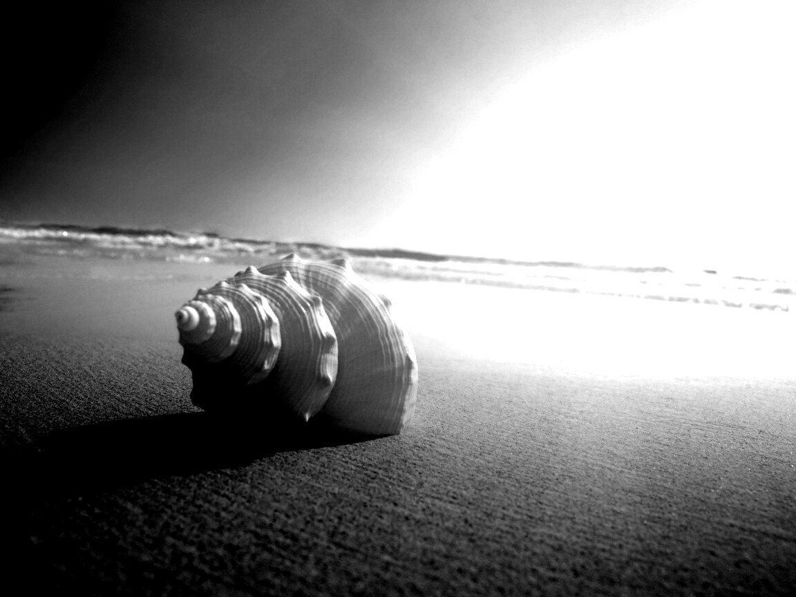 Золотистая ракушка обои