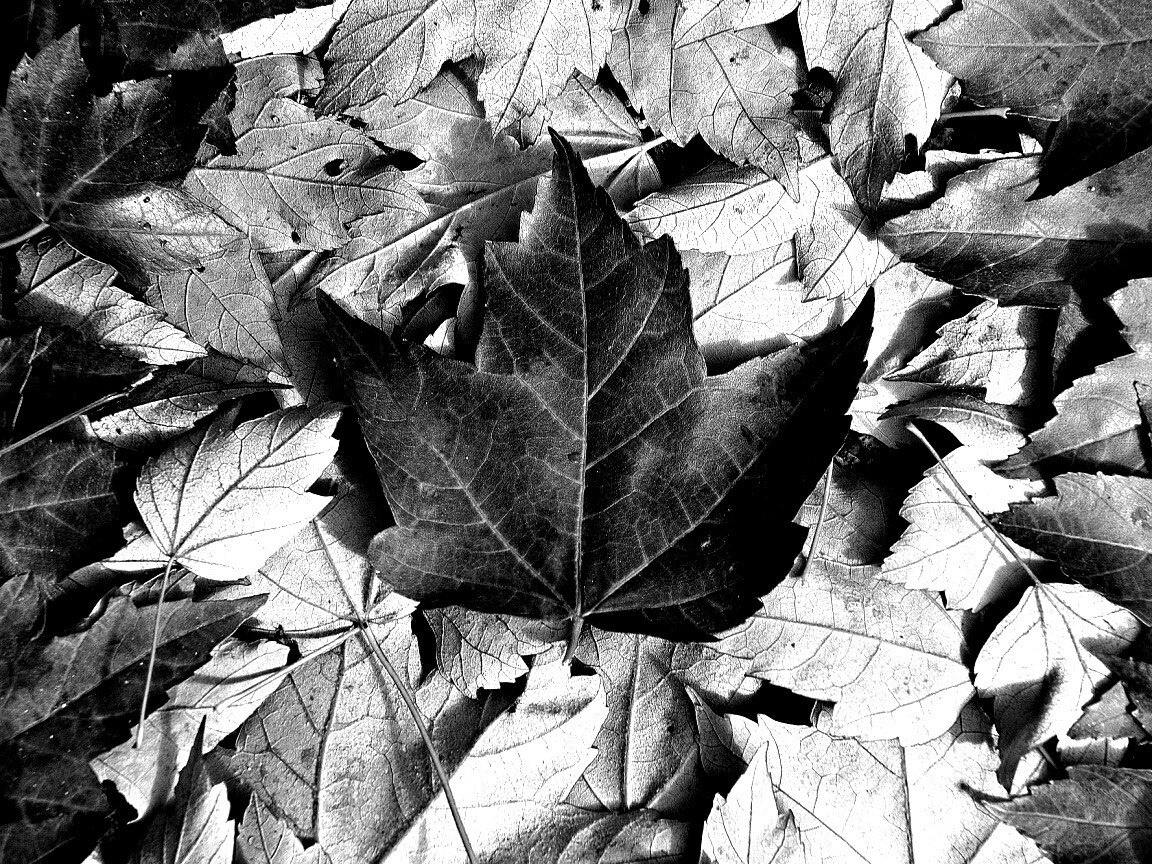 Флаг Канады из листьев обои