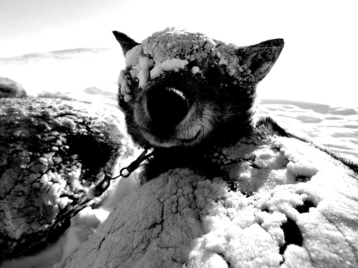 Собачка под снегом обои