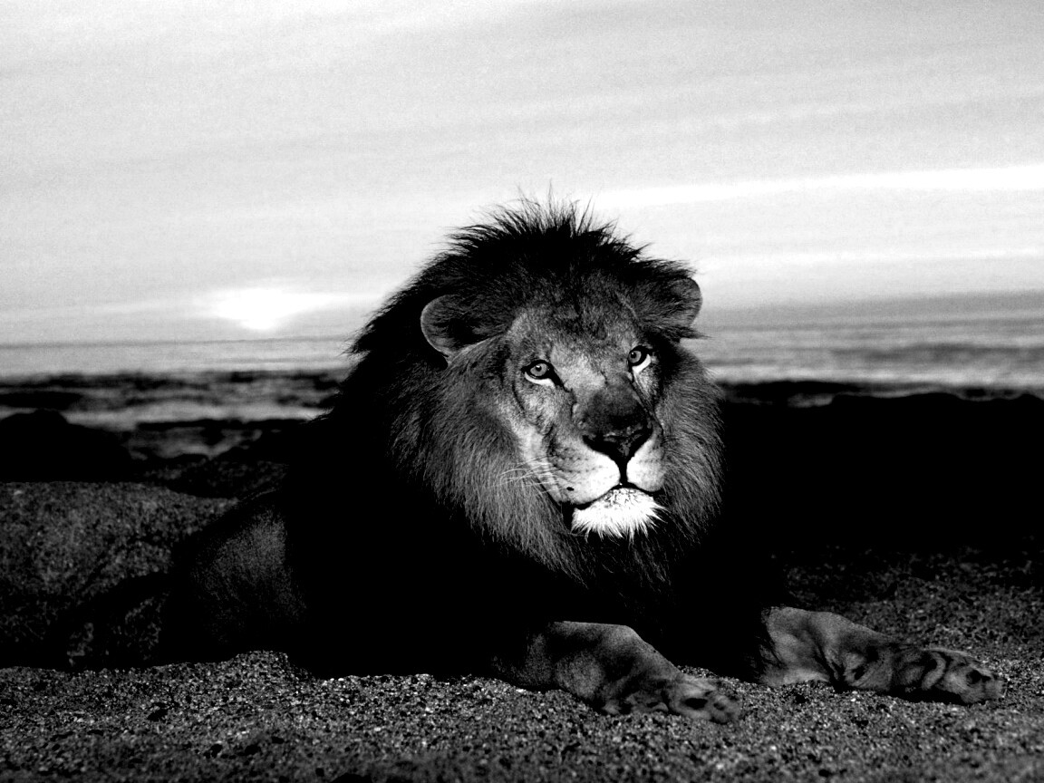 Лев на берегу океана обои