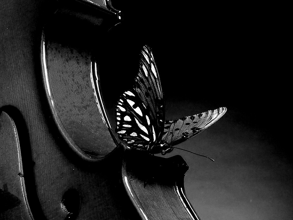 Бабочка на скрипке обои