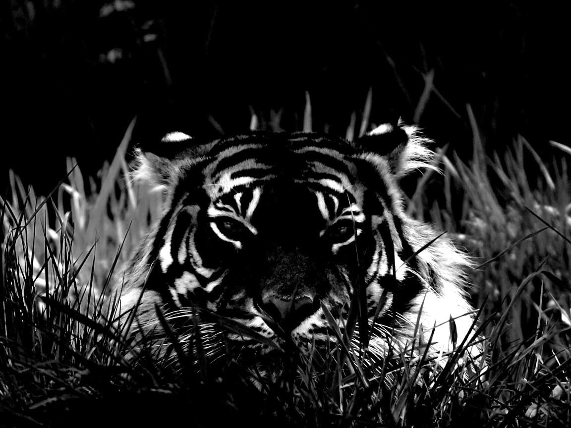 Морда тигра в траве обои