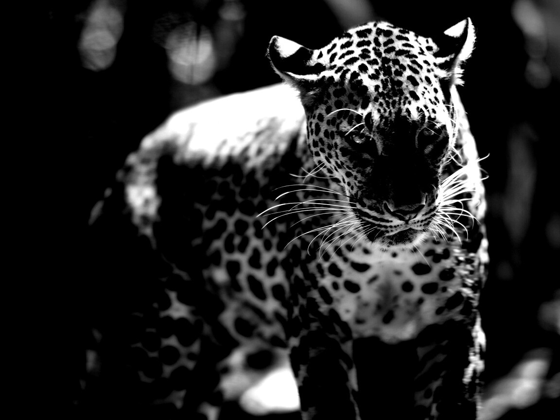 Леопард в сингапурском зоопарке обои