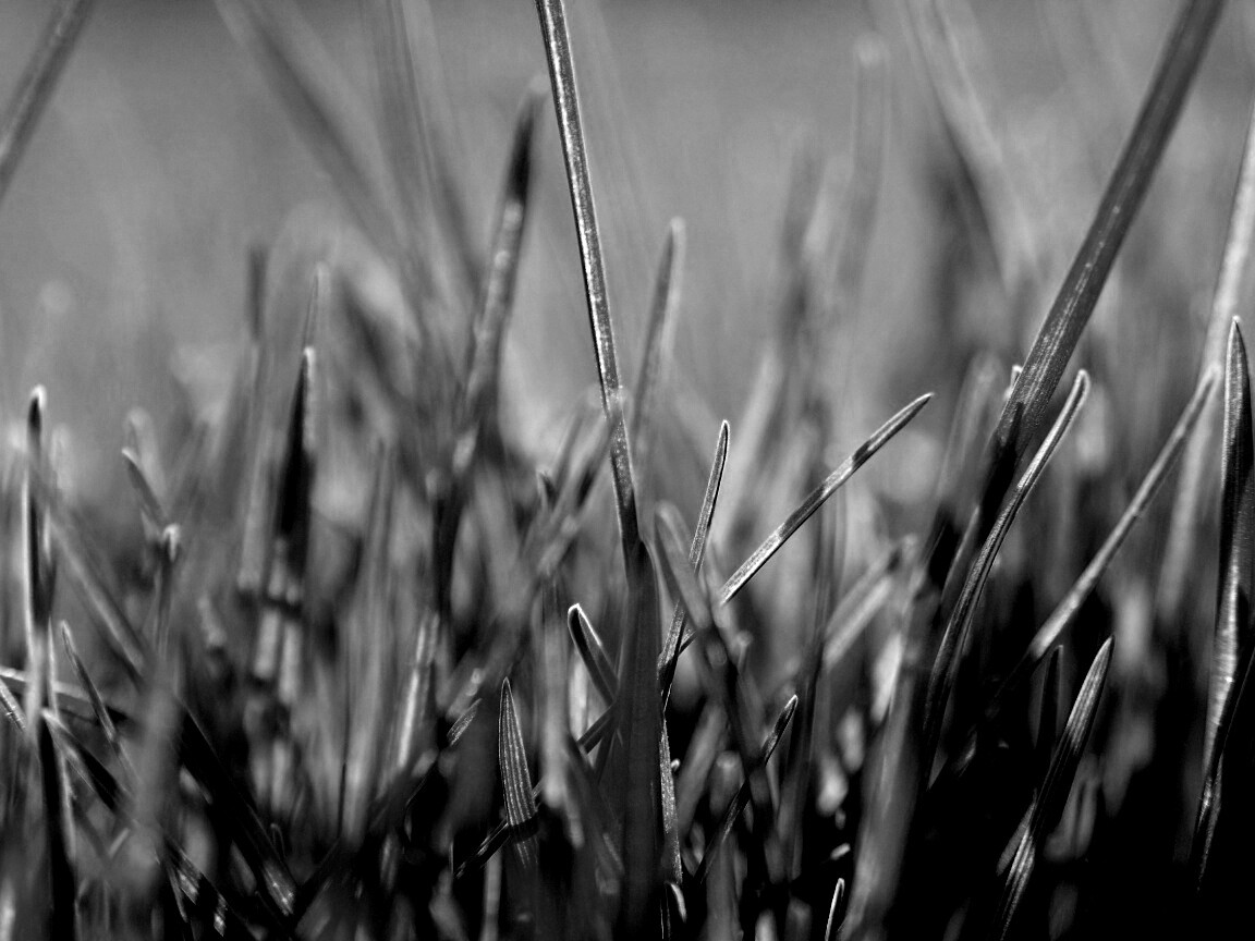 Ярко зеленая трава обои