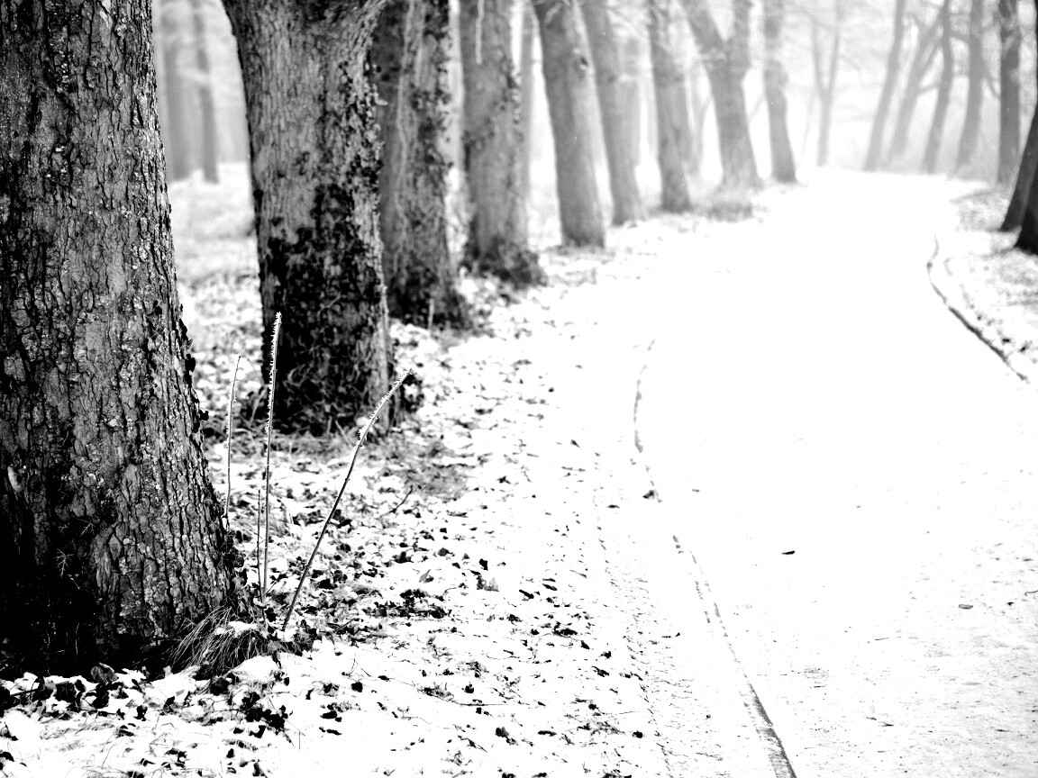 Дорога в зимнем лесу обои