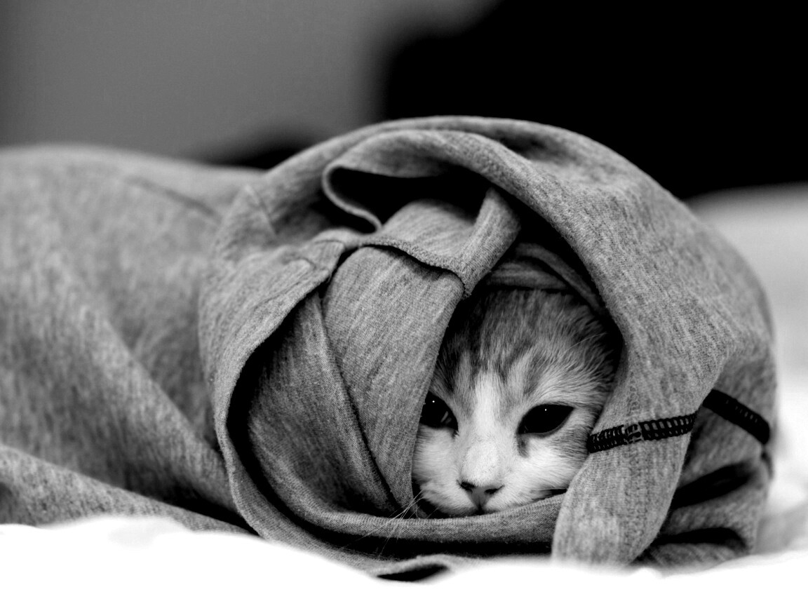 Закутавшийся в футболку кот обои