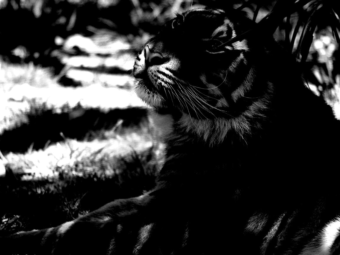 Отдыхающий в теньке хищник обои