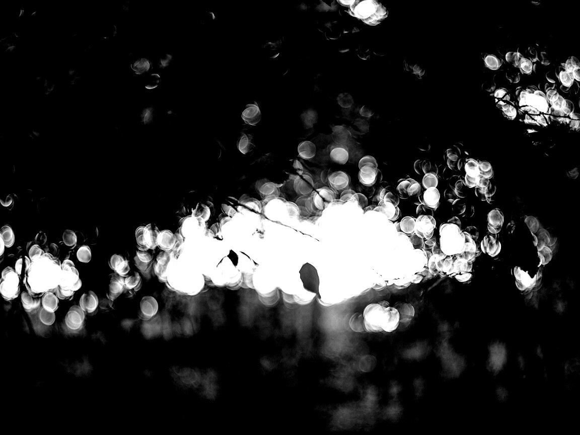 Размытый свет в парке обои